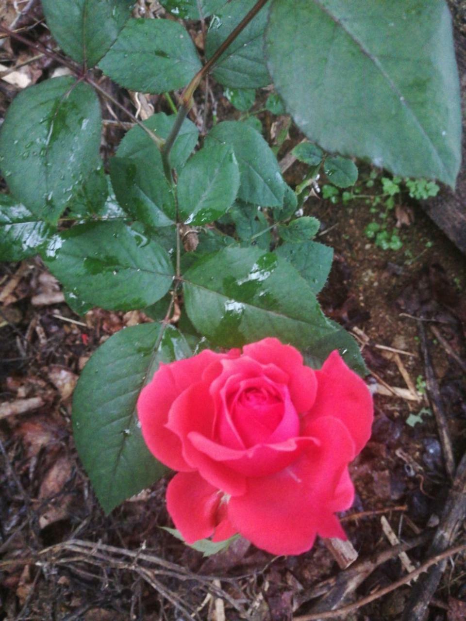 Strawberry Rest House Mesilou Kundasang ภายนอก รูปภาพ